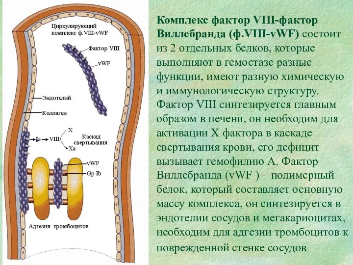 Комплекс фактор VIII-фактор Виллебранда (ф.VIII-vWF) состоит из 2 отдельных белков, которые