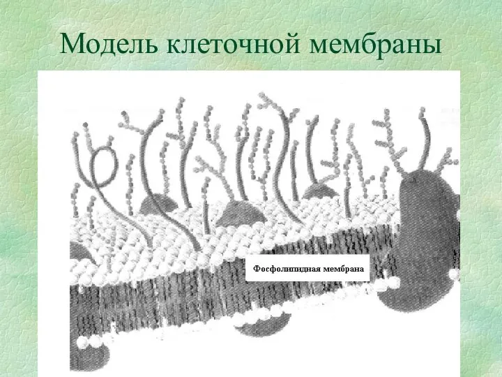 Модель клеточной мембраны Фосфолипиды