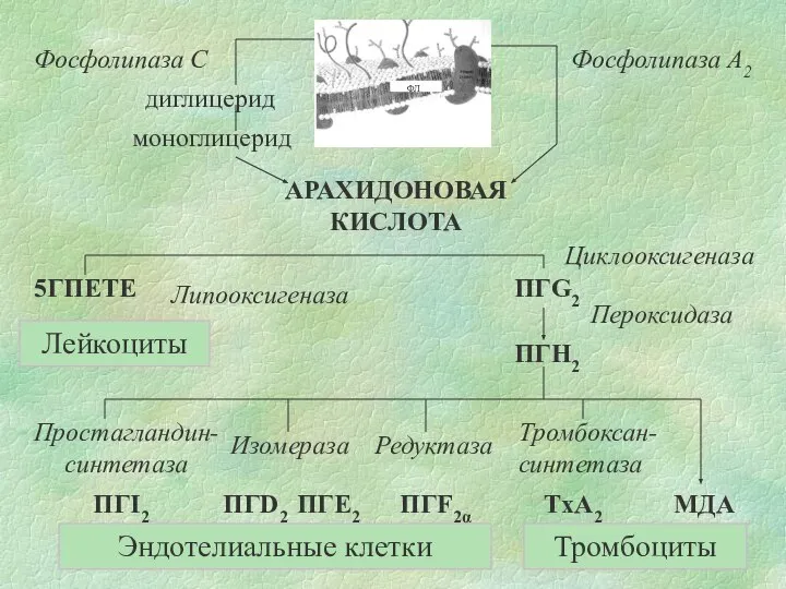 ФЛ АРАХИДОНОВАЯ КИСЛОТА диглицерид моноглицерид Фосфолипаза А2 Фосфолипаза С Циклооксигеназа Пероксидаза