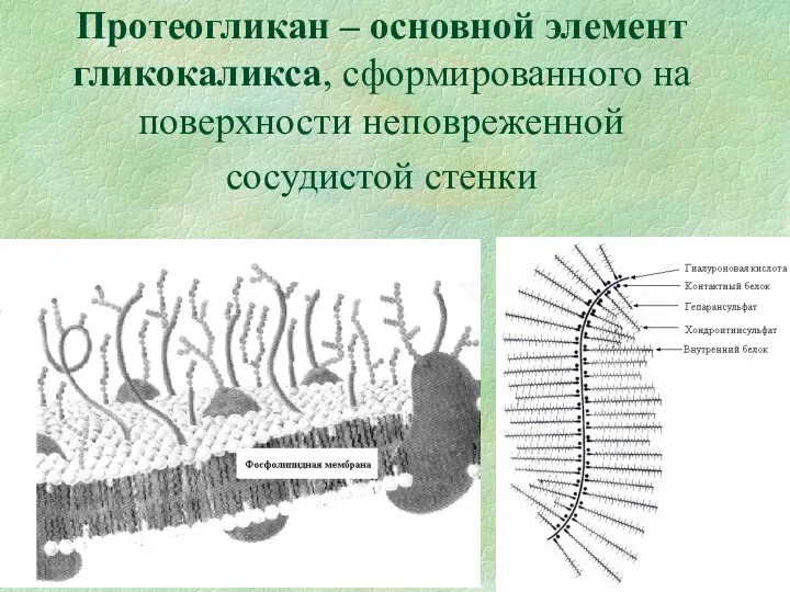 Протеогликан – основной элемент гликокаликса, сформированного на поверхности неповреженной сосудистой стенки