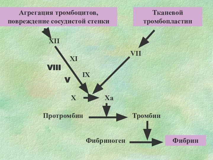 Агрегация тромбоцитов, повреждение сосудистой стенки Тканевой тромбопластин XII XI IX Xa