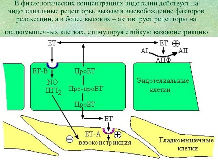 В физиологических концентрациях эндотелин действует на эндотелиальные рецепторы, вызывая высвобождение факторов