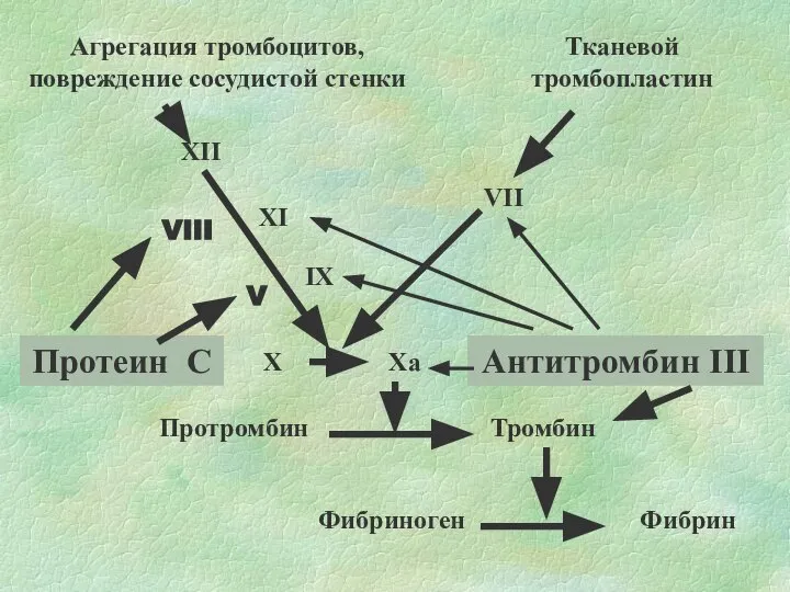 Агрегация тромбоцитов, повреждение сосудистой стенки Тканевой тромбопластин XII XI IX Xa