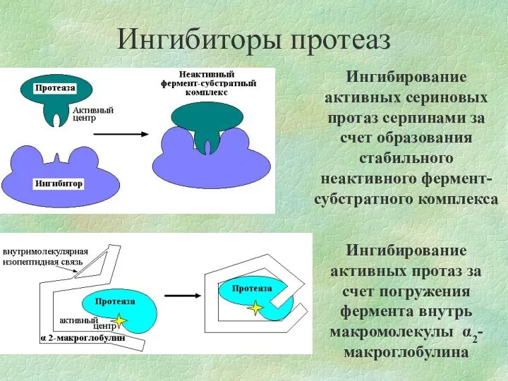 Ингибиторы протеаз Ингибирование активных сериновых протаз серпинами за счет образования стабильного