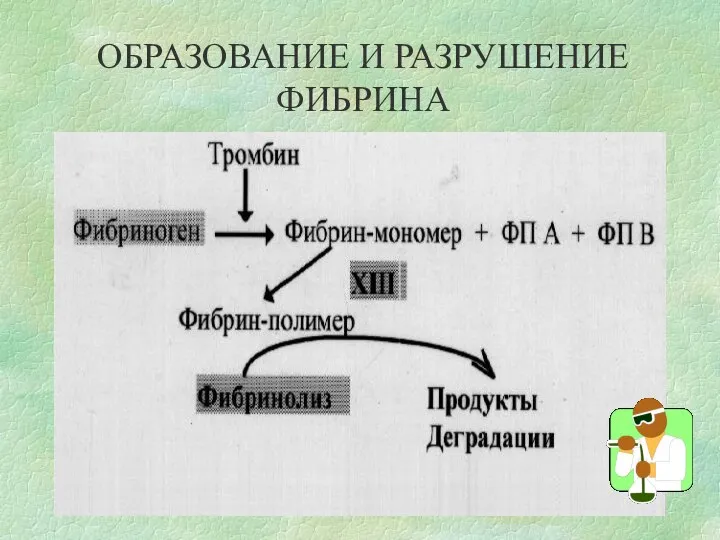 ОБРАЗОВАНИЕ И РАЗРУШЕНИЕ ФИБРИНА