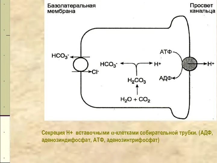 Секреция Н+ вставочными α-клетками собирательной трубки. (АДФ, аденозиндифосфат, АТФ, аденозинтрифосфат)