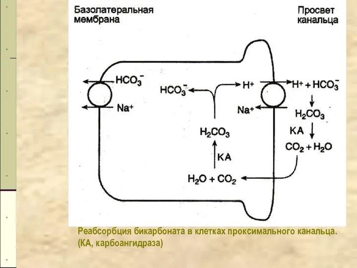 Реабсорбция бикарбоната в клетках проксимального канальца. (КА, карбоангидраза)