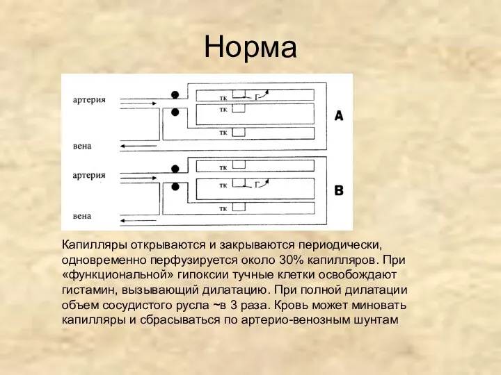 Норма Капилляры открываются и закрываются периодически, одновременно перфузируется около 30% капилляров.