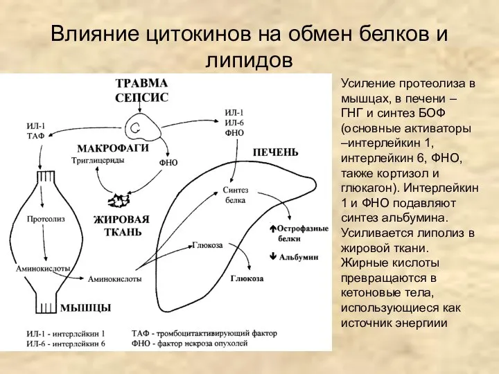 Влияние цитокинов на обмен белков и липидов Усиление протеолиза в мышцах,