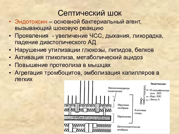 Септический шок Эндотоксин – основной бактериальный агент, вызывающий шоковую реакцию Проявления