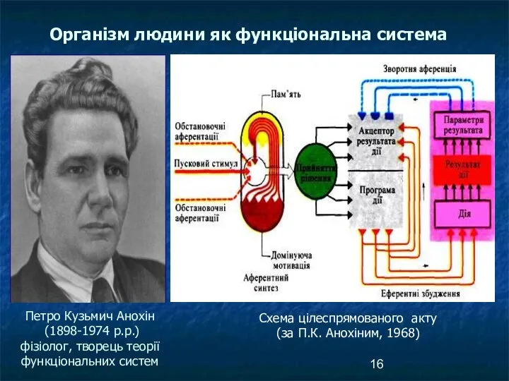 Петро Кузьмич Анохін (1898-1974 р.р.) фізіолог, творець теорії функціональних систем Організм