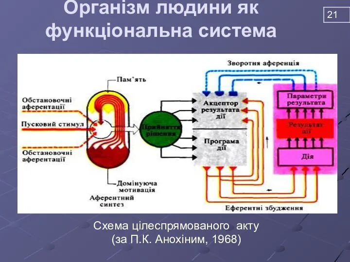 Організм людини як функціональна система Схема цілеспрямованого акту (за П.К. Анохіним, 1968)