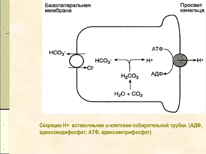 Секреция Н+ вставочными α-клетками собирательной трубки. (АДФ, аденозиндифосфат, АТФ, аденозинтрифосфат)