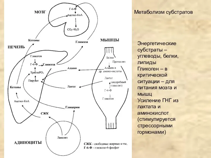 Обмен Энергетические субстраты – углеводы, белки, липиды Гликоген – в критической