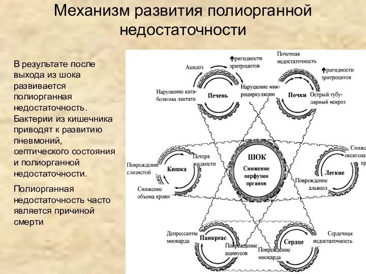 Механизм развития полиорганной недостаточности В результате после выхода из шока развивается
