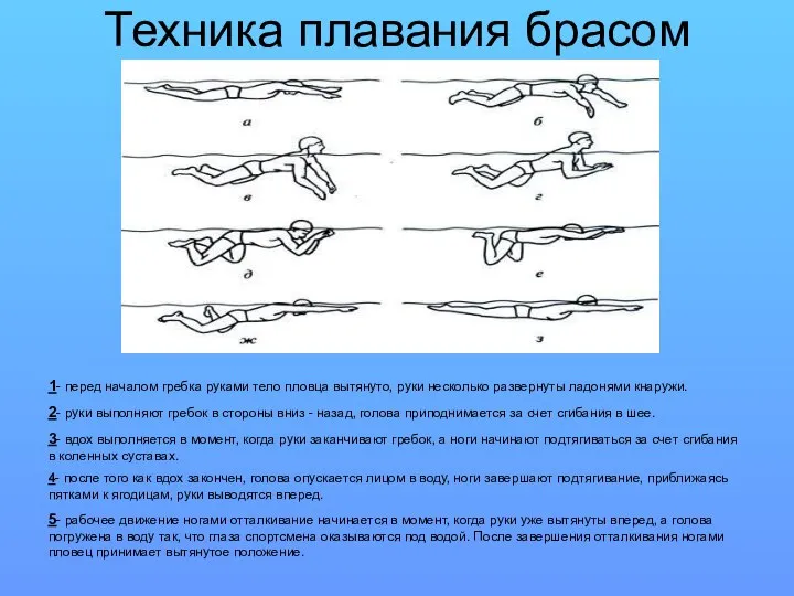 Техника плавания брасом 1- перед началом гребка руками тело пловца вытянуто,