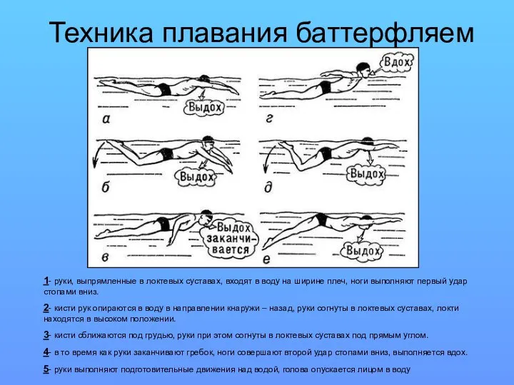 Техника плавания баттерфляем 1- руки, выпрямленные в локтевых суставах, входят в