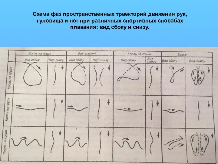 Схема фаз пространственных траекторий движения рук, туловища и ног при различных