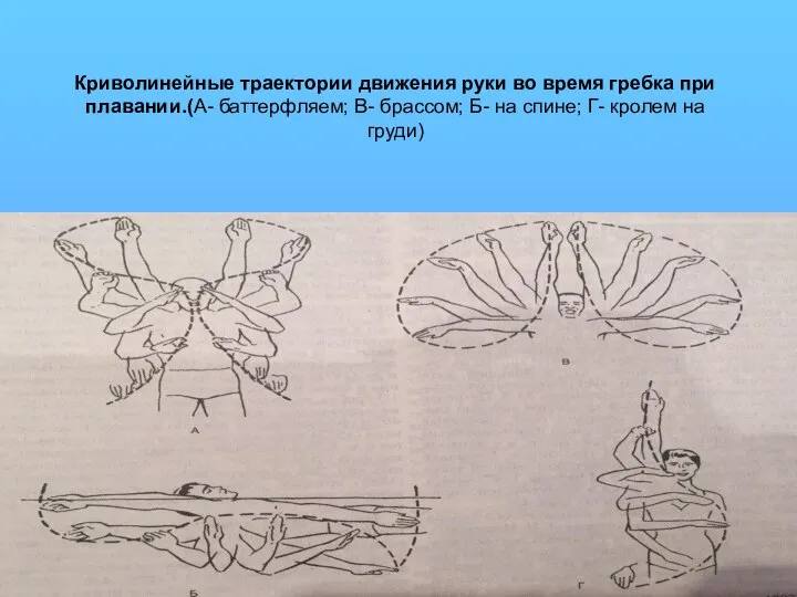 Криволинейные траектории движения руки во время гребка при плавании.(А- баттерфляем; В-