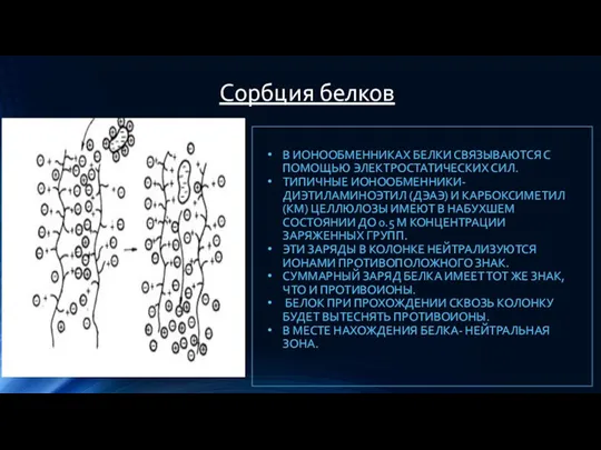 Сорбция белков В ИОНООБМЕННИКАХ БЕЛКИ СВЯЗЫВАЮТСЯ С ПОМОЩЬЮ ЭЛЕКТРОСТАТИЧЕСКИХ СИЛ. ТИПИЧНЫЕ