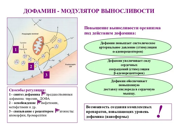 ДОФАМИН - МОДУЛЯТОР ВЫНОСЛИВОСТИ Дофамин повышает систолическое артериальное давление (стимуляция α-аденорецепторов)