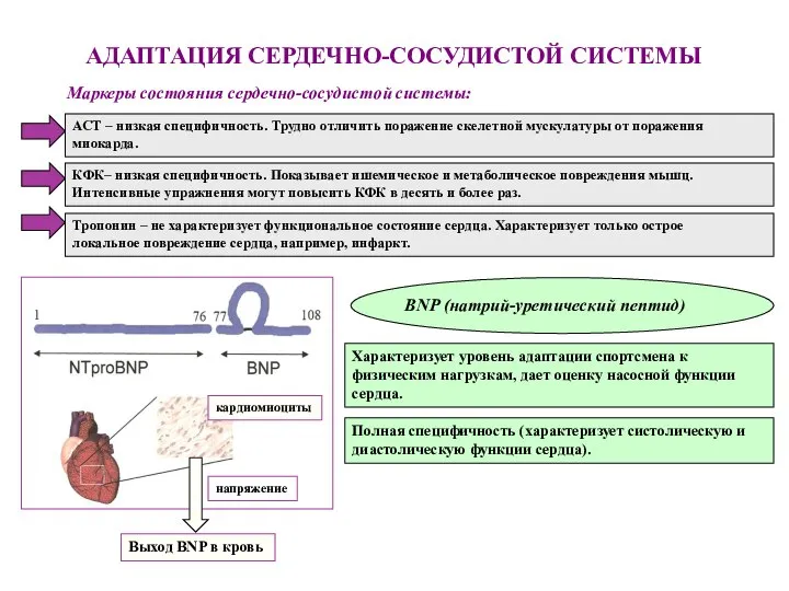 АДАПТАЦИЯ СЕРДЕЧНО-СОСУДИСТОЙ СИСТЕМЫ АСТ – низкая специфичность. Трудно отличить поражение скелетной