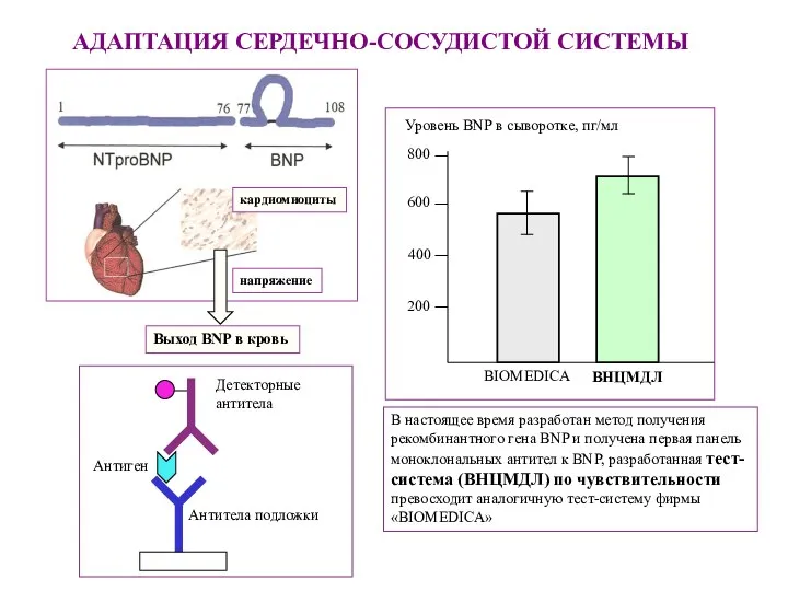 АДАПТАЦИЯ СЕРДЕЧНО-СОСУДИСТОЙ СИСТЕМЫ кардиомиоциты напряжение Выход BNP в кровь В настоящее