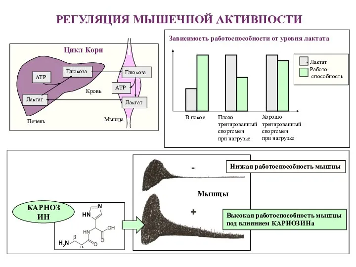 РЕГУЛЯЦИЯ МЫШЕЧНОЙ АКТИВНОСТИ Глюкоза Лактат АТР Глюкоза Лактат АТР Печень Кровь