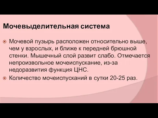 Мочевыделительная система Мочевой пузырь расположен относительно выше, чем у взрослых, и