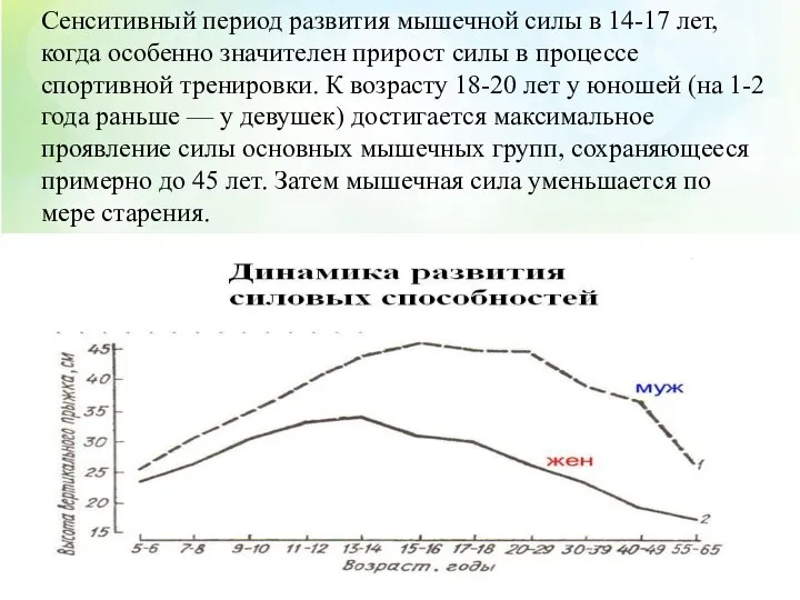 Сенситивный период развития мышечной силы в 14-17 лет, когда особенно значителен