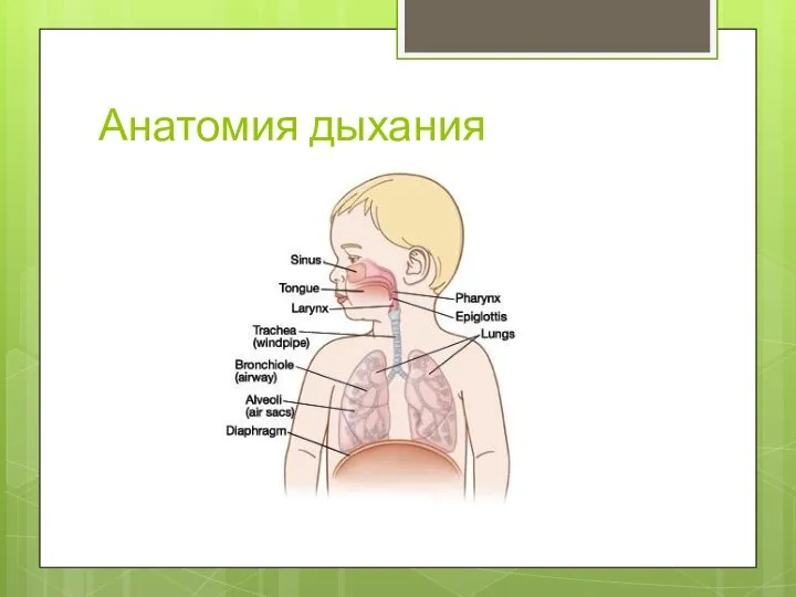Анатомия дыхания