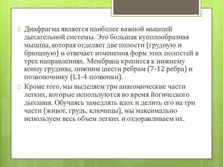 Диафрагма является наиболее важной мышцей дыхательной системы. Это большая куполообразная мышцы,