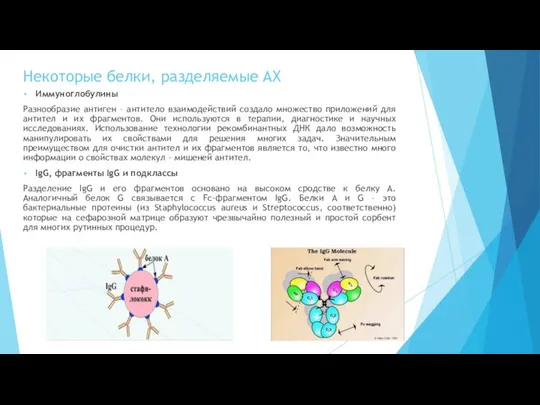 Некоторые белки, разделяемые АХ Иммуноглобулины Разнообразие антиген – антитело взаимодействий создало