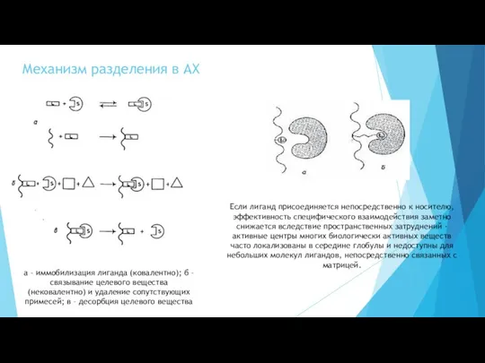 Механизм разделения в АХ а – иммобилизация лиганда (ковалентно); б –связывание