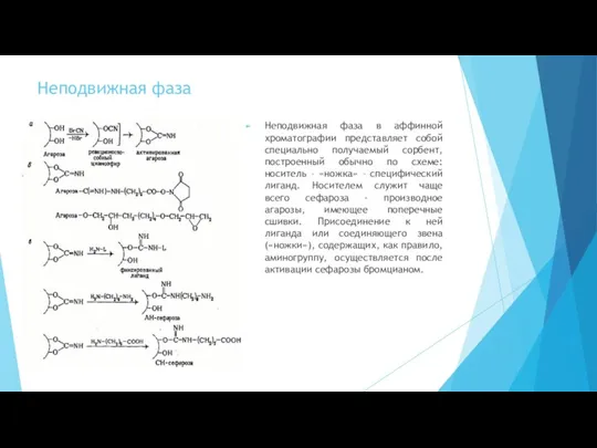 Неподвижная фаза Неподвижная фаза в аффинной хроматографии представляет собой специально получаемый