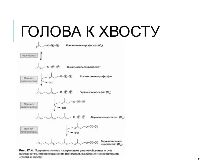 ГОЛОВА К ХВОСТУ