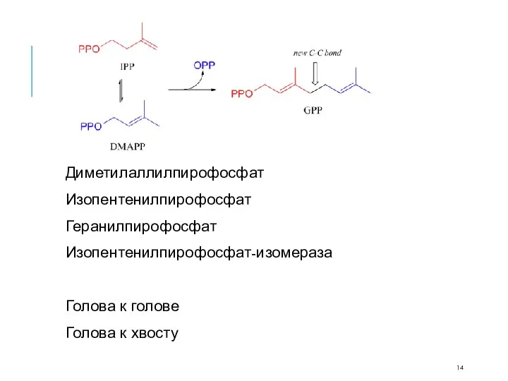 Диметилаллилпирофосфат Изопентенилпирофосфат Геранилпирофосфат Изопентенилпирофосфат-изомераза Голова к голове Голова к хвосту