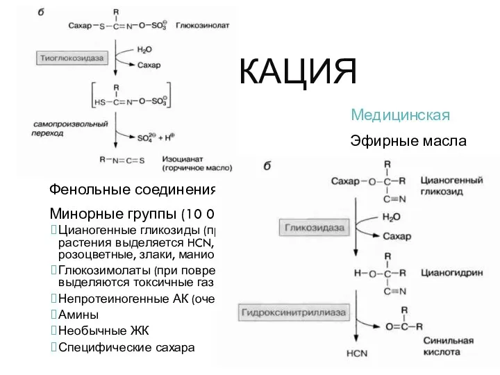 КЛАССИФИКАЦИЯ Биохимическая Изопреноиды (35 000) Алкалоиды (12 000) Фенольные соединения(8 000)