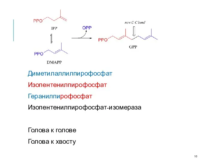 Диметилаллилпирофосфат Изопентенилпирофосфат Геранилпирофосфат Изопентенилпирофосфат-изомераза Голова к голове Голова к хвосту