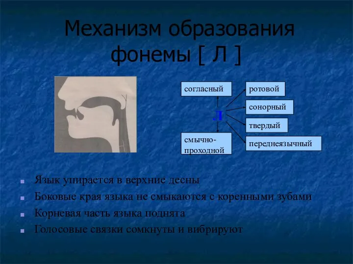 Механизм образования фонемы [ Л ] Язык упирается в верхние десны