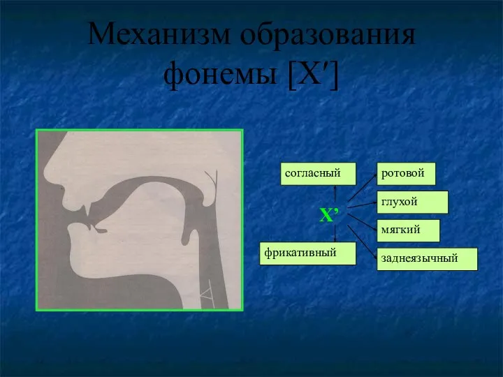 Механизм образования фонемы [Х′]