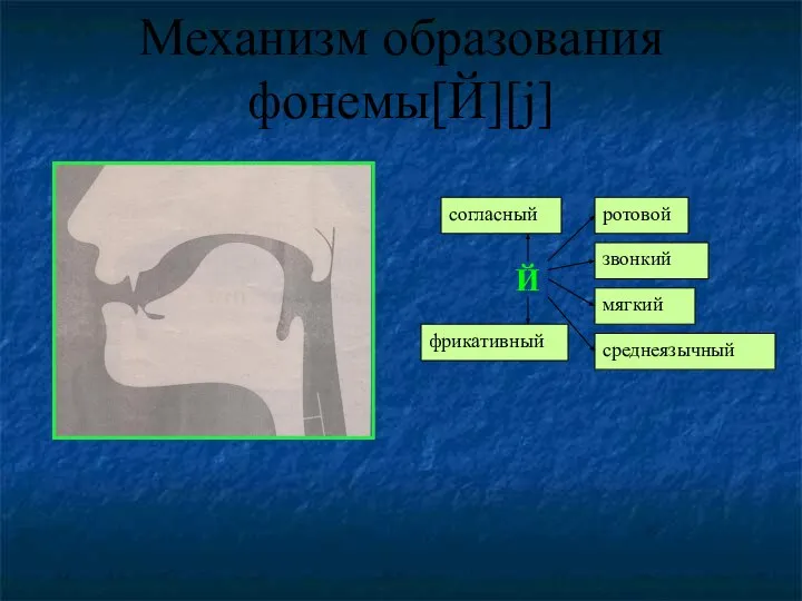 Механизм образования фонемы[Й][j]