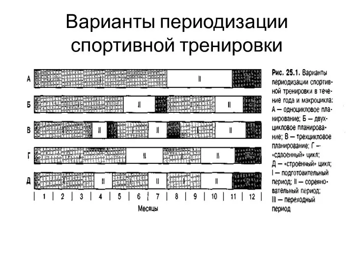 Варианты периодизации спортивной тренировки