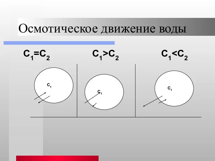 Осмотическое движение воды С1=С2 С1>С2 С1