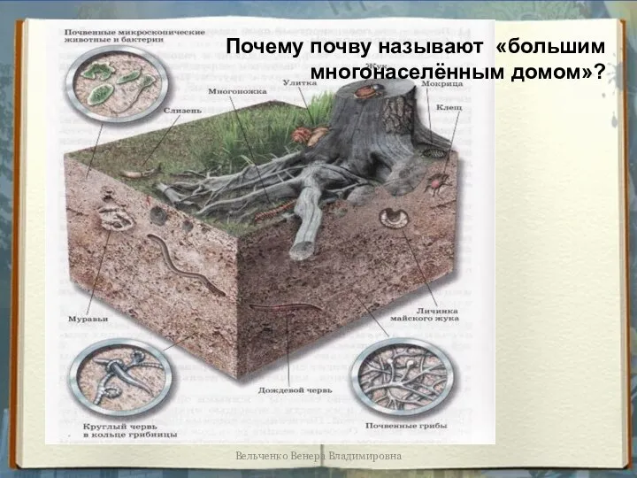 Почему почву называют «большим многонаселённым домом»? Вельченко Венера Владимировна