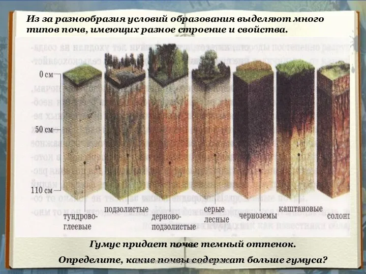 Из за разнообразия условий образования выделяют много типов почв, имеющих разное