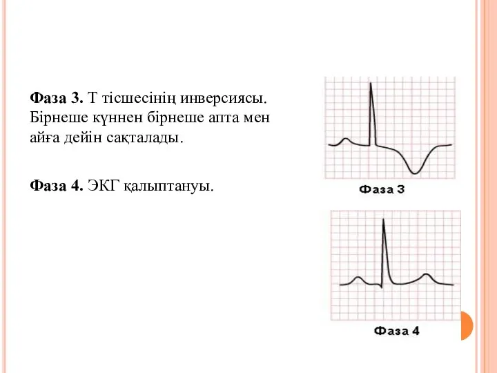 Фаза 3. Т тісшесінің инверсиясы. Бірнеше күннен бірнеше апта мен айға