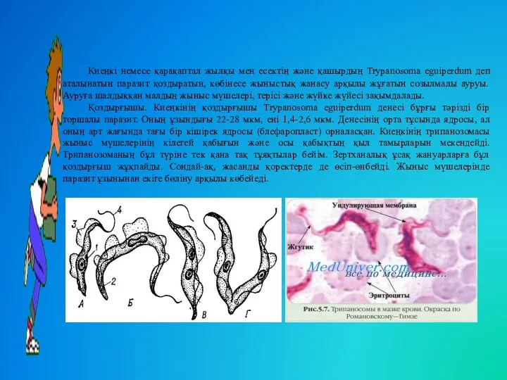 Киеңкі немесе қарақаптал жылқы мен есектің жəне қашырдың Trypanosoma eguіperdum деп