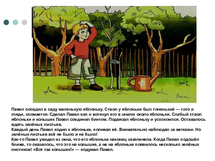 Павел посадил в саду маленькую яблоньку. Ствол у яблоньки был тоненький