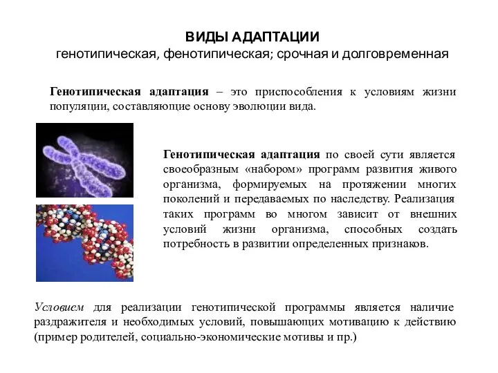 ВИДЫ АДАПТАЦИИ генотипическая, фенотипическая; срочная и долговременная Генотипическая адаптация – это